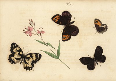 Marbled White, Spanish Gatekeeper, Almond Ringlet, and Spring Ringlet by Unknown